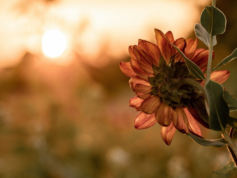 Blume im Sonnenuntergang / Unsplash Blume im Sonnenuntergang