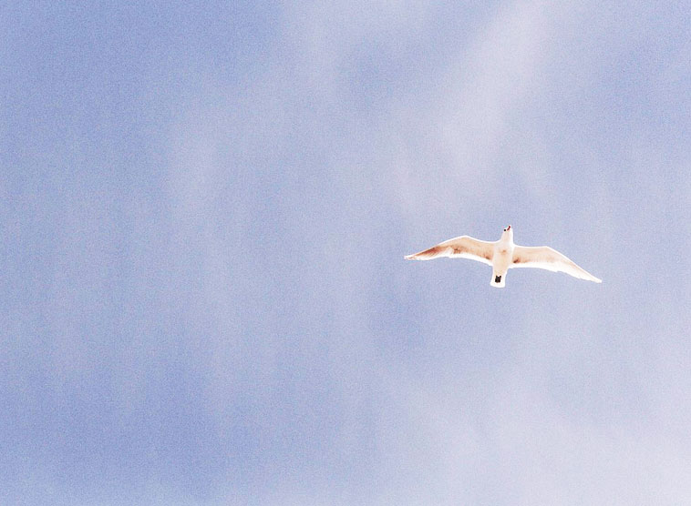 Botschaft zum Weltfriedenstag am 1. Jänner 2016